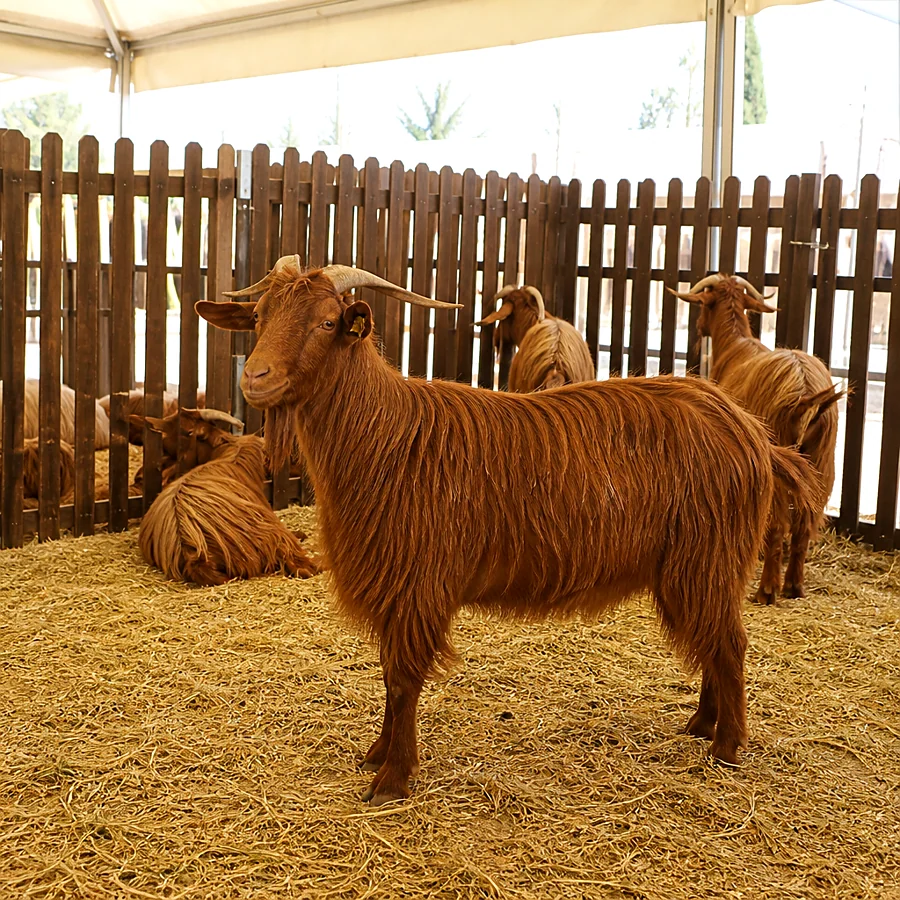 Recreación ilustrativa: Cabras malagueñas en la exposición ganadera de la feria de Antequera