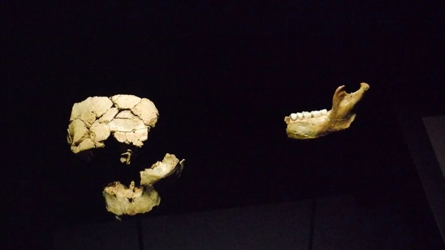 Vitrina de Homo antecessor en el Museo de la Evolución Humana de Burgos