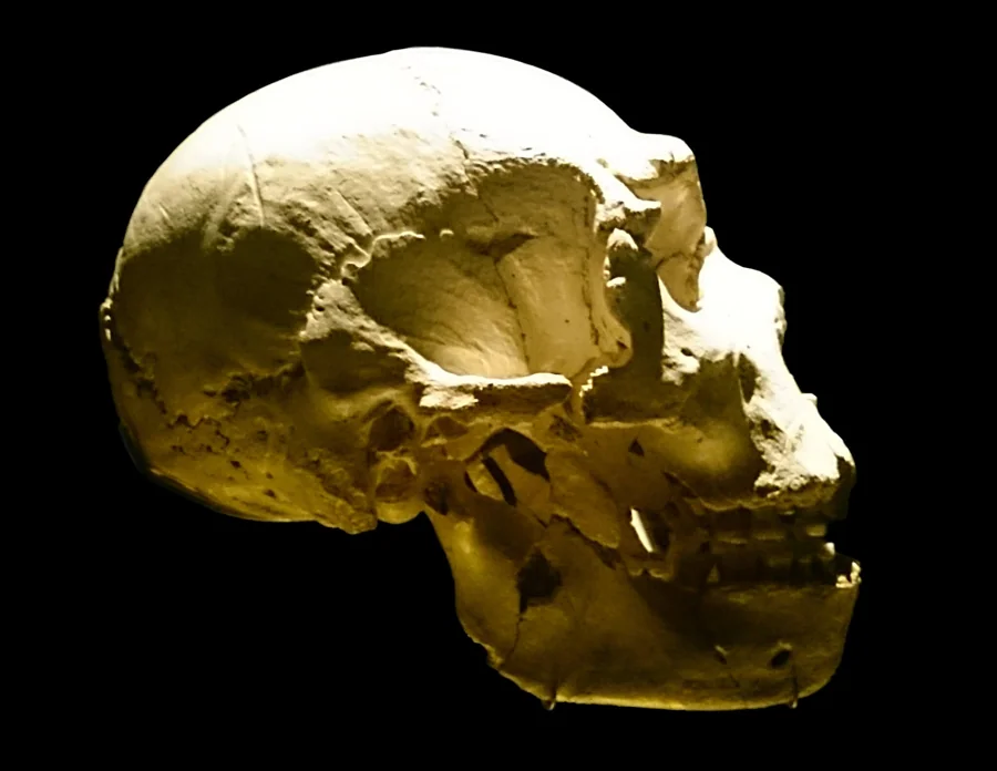 Miguelón, Cráneo 5 de la Sima de los Huesos, en el museo de Burgos