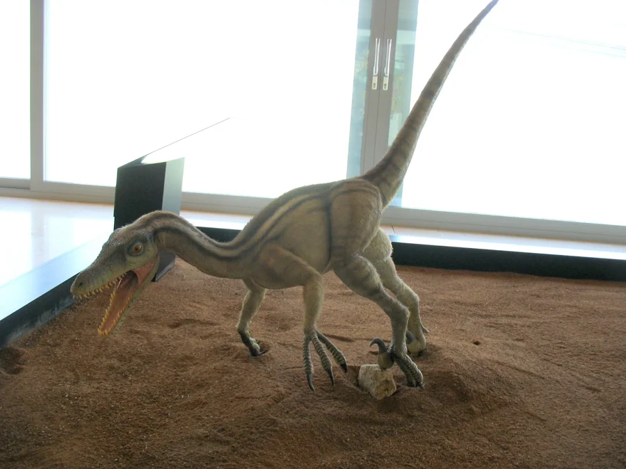Fósiles de la línea del tiempo en el Museo Paleontológico de Castilla-La Mancha