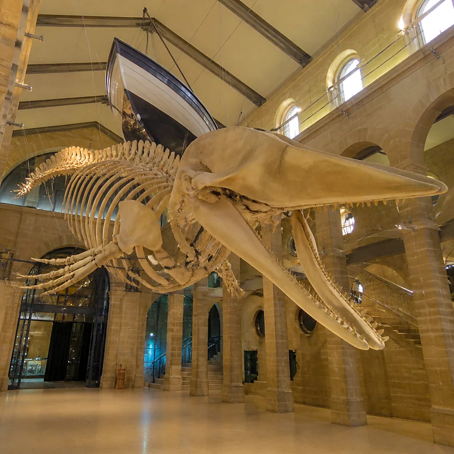 Recreación ilustrativa: Esqueleto de ballena del Aquarium de San Sebastián