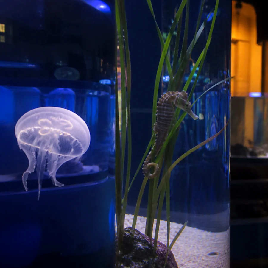 Recreación ilustrativa: Acuarios con medusas y caballitos de mar en el Aquarium Donostia