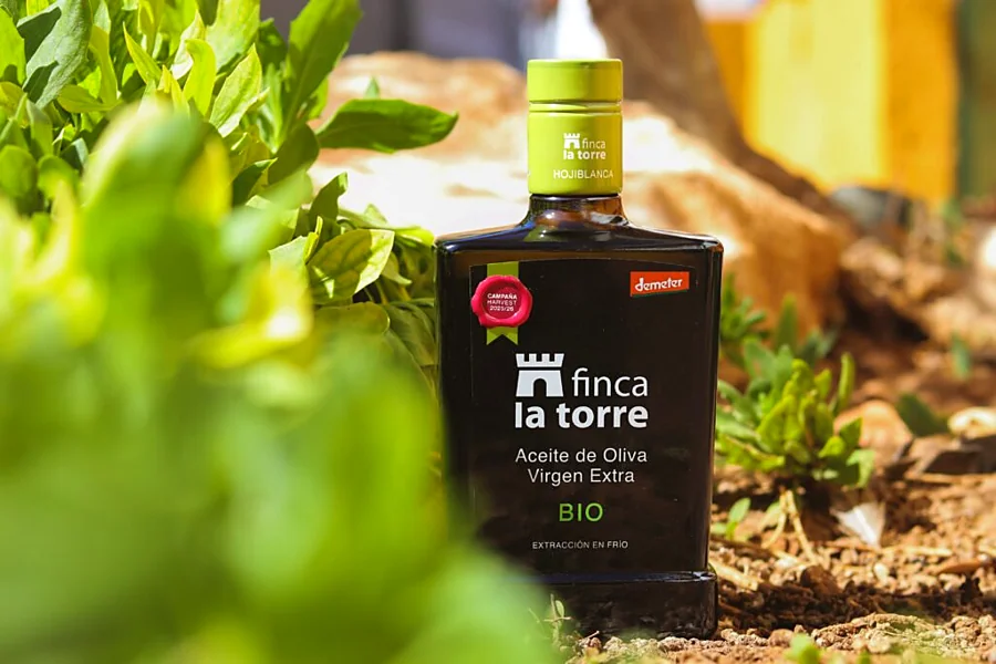 Recreación ilustrativa: Olivar y cata de AOVE en Finca La Torre