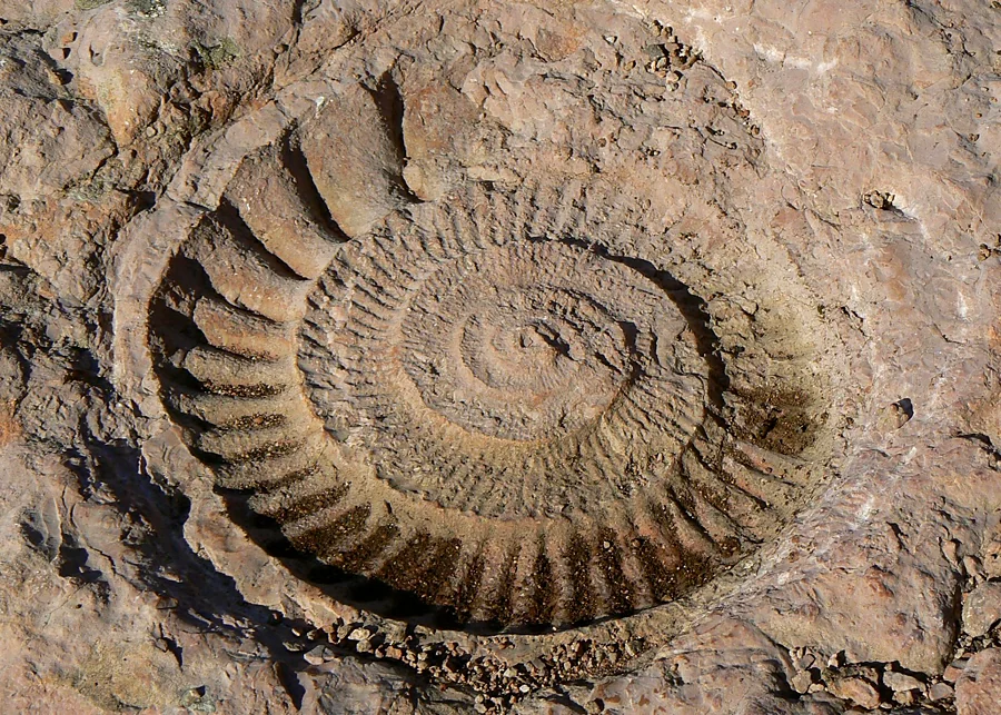 Recreación ilustrativa: Ruta de los Ammonites por El Torcal