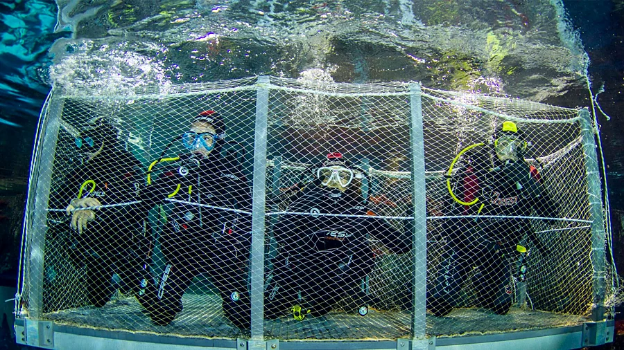 Recreación ilustrativa: Sumérgete entre tiburones en el Oceanario