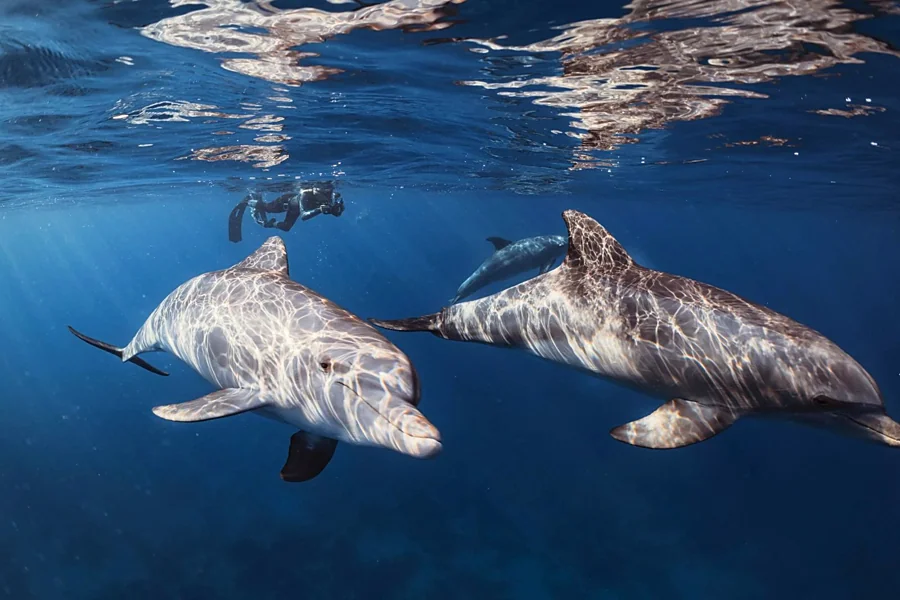 Recreación ilustrativa: Exploración submarina inmersiva en realidad virtual