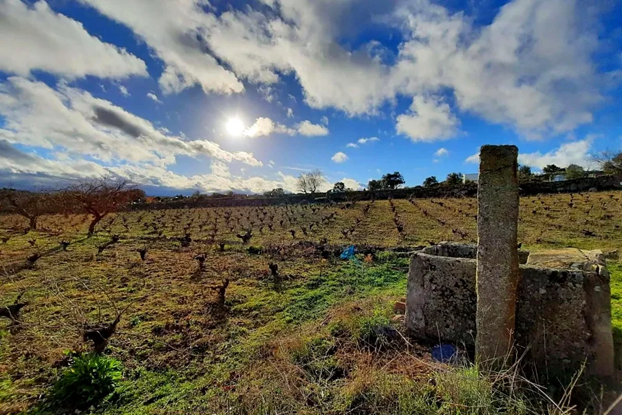 Recreación ilustrativa: Cata de vinos del oeste salmantino con maridaje sorpresa