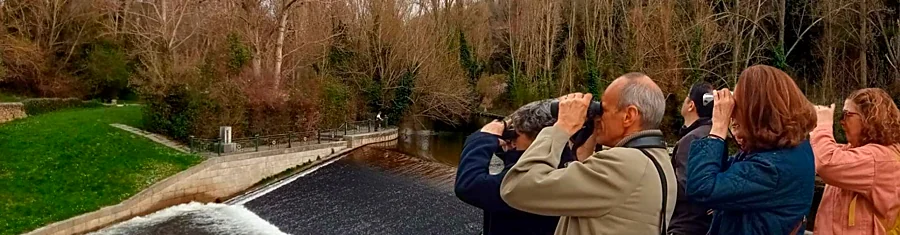 Recreación ilustrativa: Birding Segovia: aprende a observar las aves urbanas