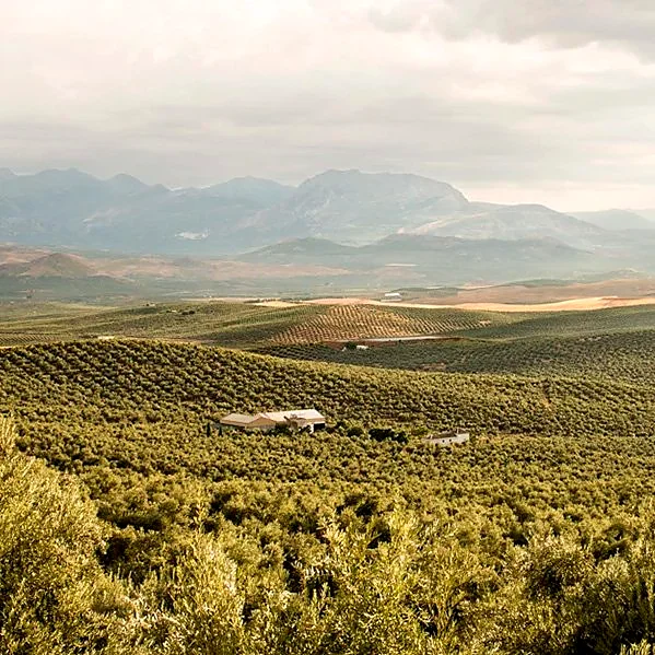 Recreación ilustrativa: Del olivar ecológico a la cata en Cortijo Espíritu Santo