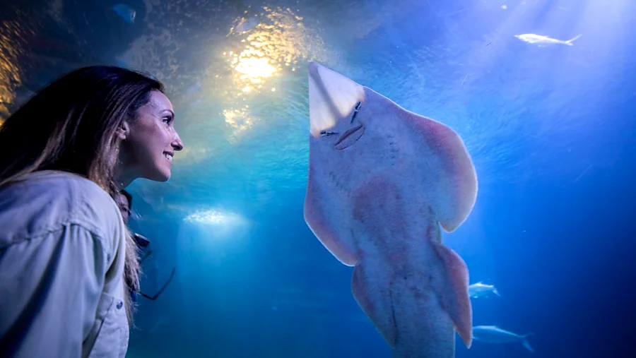 Recreación ilustrativa: Visita guiada al Oceanogràfic: océanos, Ártico y Antártico