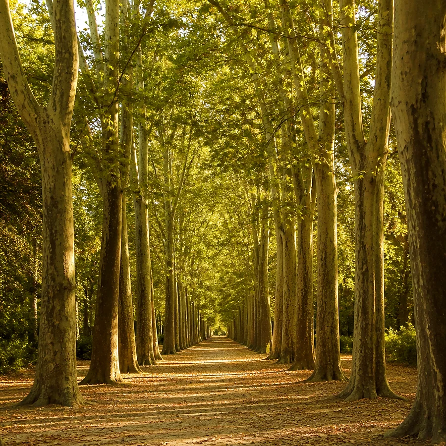 Recreación ilustrativa: Parc de la Devesa i parc de les Ribes del Ter