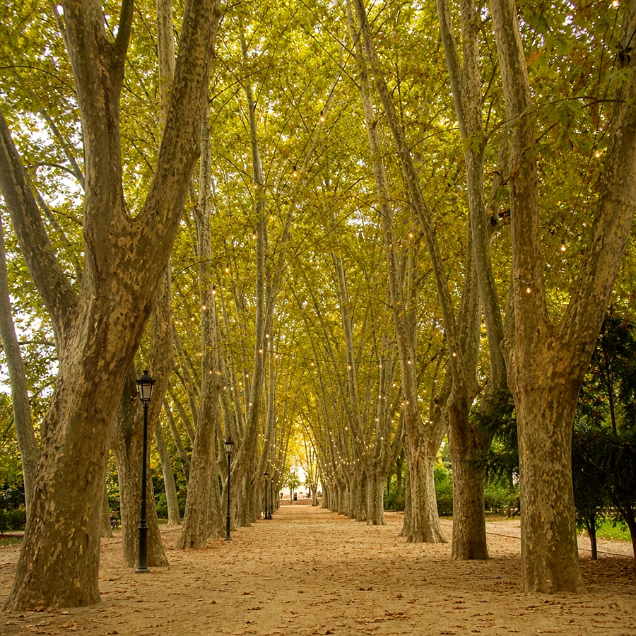 Recreación ilustrativa: Plátanos históricos del parque de la Devesa de Girona, recinto de las Fires de Sant Narcís