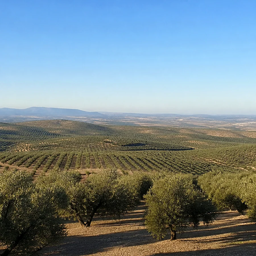 Recreación ilustrativa: Aceite de oliva virgen extra y paisaje olivarero de Jaén