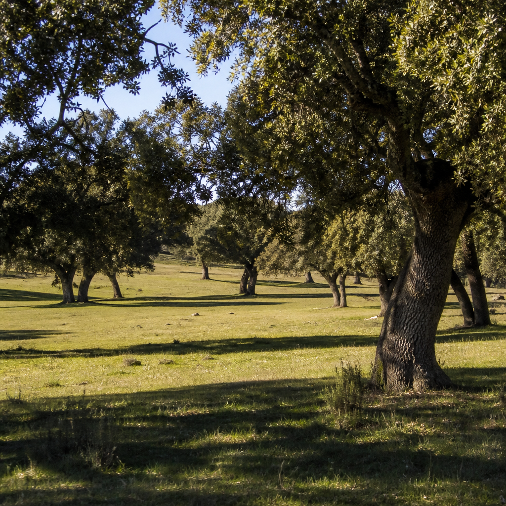 La dehesa que pregunta por su futuro · Parque Natural Sierra de Cardeña y Montoro