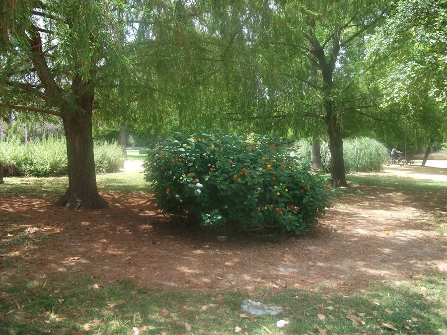 Especies americanas en el parque Mutis de Sevilla